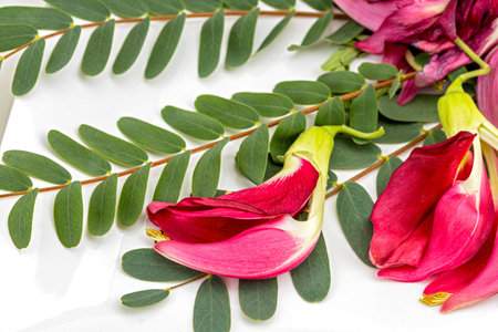 Fresh red Sesbania flowers and leaves on a white background. Scientific name: Sesbania grandfloa (L) Pers.の写真素材