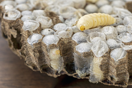 Wasp nests with larvae are a highly prized and traditional food ingredient in Thailand, valued for their exceptional protein content, rich nutrition, and distinctive savory flavor enjoyed across localの写真素材