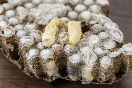 Wasp nests with larvae are a highly prized and traditional food ingredient in Thailand, valued for their exceptional protein content, rich nutrition, and distinctive savory flavor enjoyed across localの写真素材
