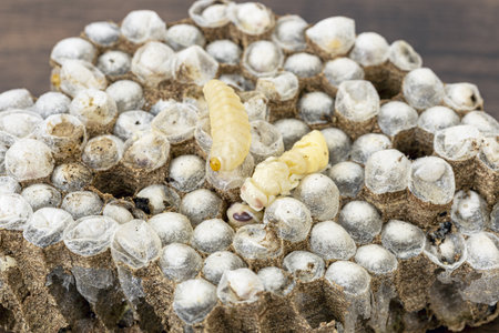 Wasp nests with larvae are a highly prized and traditional food ingredient in Thailand, valued for their exceptional protein content, rich nutrition, and distinctive savory flavor enjoyed across localの写真素材