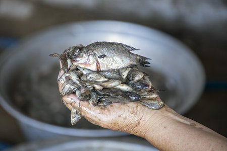Small fish are being prepared to make salted fish that is almost rotten and has a strong smell (Pla Ra in Thailand), which is an important ingredient in Thai cooking.の写真素材
