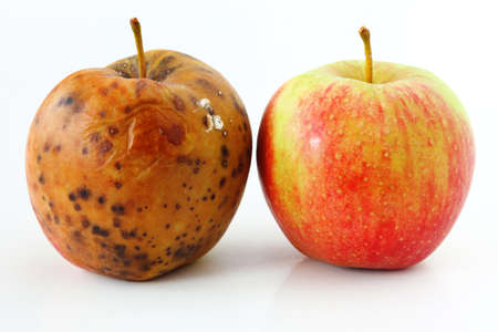 spoiled one bad red apple on white background Healthy and rotten apples