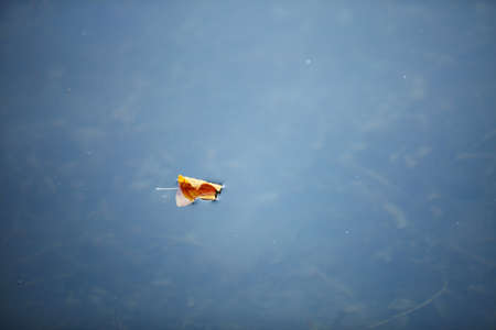 Autumn yellow maple leaf on the waterの写真素材