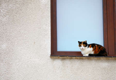 white black red cat on the window sillの写真素材