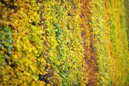 Background group autumn orange leaves green Outdoor background nature