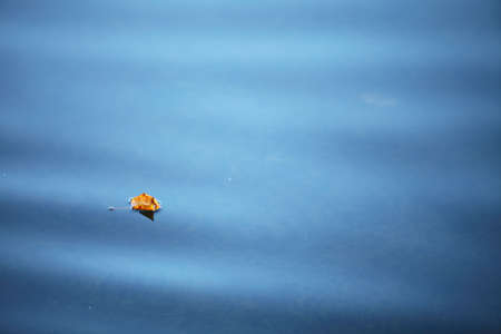 Autumn yellow maple leaf on the water