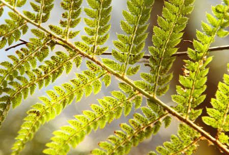 Green bracken, fern leaf as a backgroundの写真素材