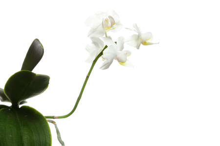 White orchid flower isolated on a white backgroundの写真素材