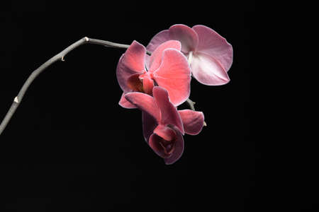 Phalaenopsis. Pink orchid on black backgroundの写真素材