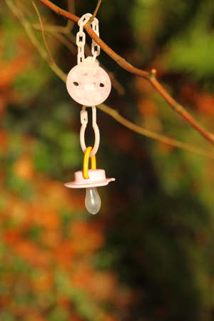 Dirty baby pacifier hanging outside in branch. Child  lost her dummy.