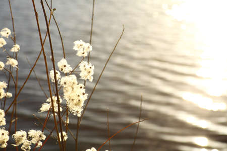 Dry plants near the river water backgroundの写真素材
