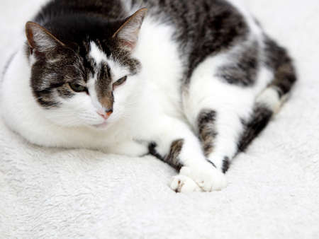 big home cat is lying on a bed - symbol of comfortの写真素材