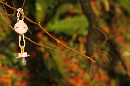 Dirty baby pacifier hanging outside in branch. Child  lost her dummy.の写真素材