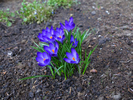 First spring flowers purple crocuses in garden