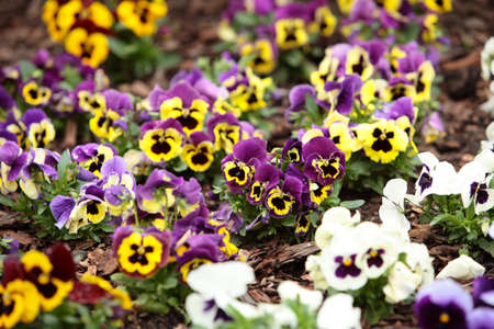 Assortment of pansies in garden. Flowers background pansy.