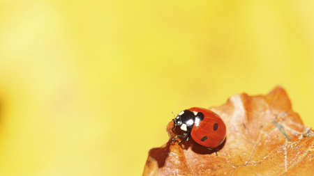 red ladybug on woman hand ladybird nature springの写真素材