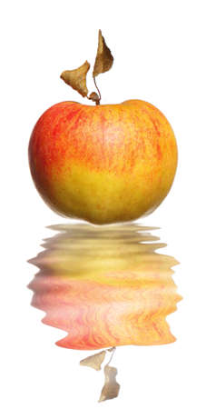 Red yellow apple with dried leaf and reflection in water isolated on a white backgroundの写真素材