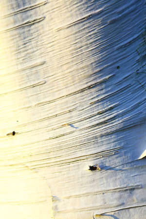 Betula pendula. Texture of birch bark, backgroundの写真素材