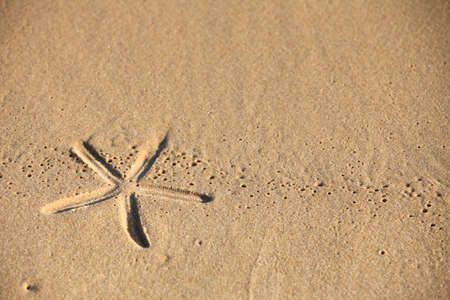 beach sand with starfish print as backgroundの写真素材
