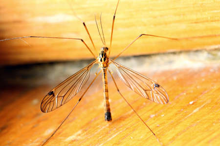 A mosquito sitting on yellow wall indoor. Extreme close-up.の写真素材