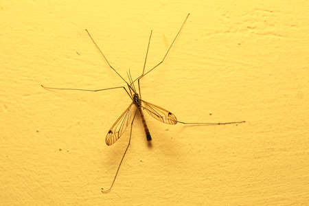 A mosquito sitting on yellow wall indoor. Extreme close-up.の写真素材