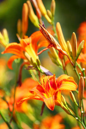 Orange lily flowers lilies in garden outdoorの写真素材