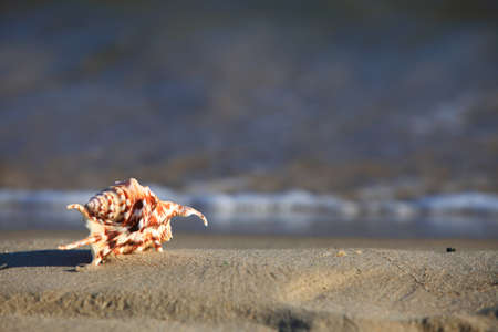 sea shell in the beach sand at ocean background. Summer vacation symbol