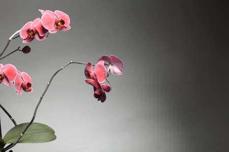 Phalaenopsis. Pink orchid on gray backgroundの写真素材