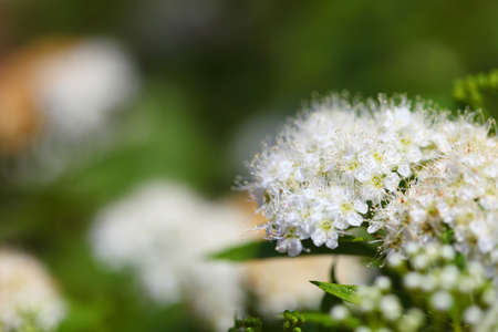 white flowers in garden outdoor green blured backgroundの写真素材