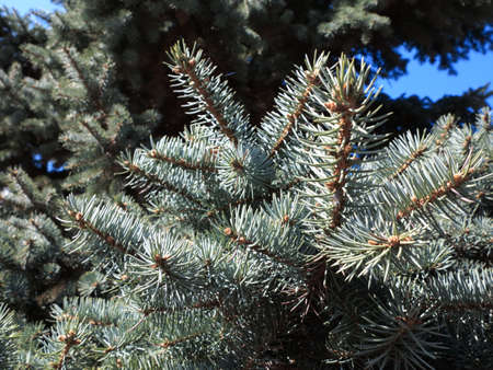 Pine tree branches as green background