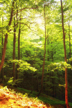 beautiful green forest  in sunny day Poland Bieszczady.