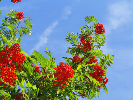 Autumn red rowan berries on a tree. Rowanberry ashberry in the fall in natural setting on blue sky...