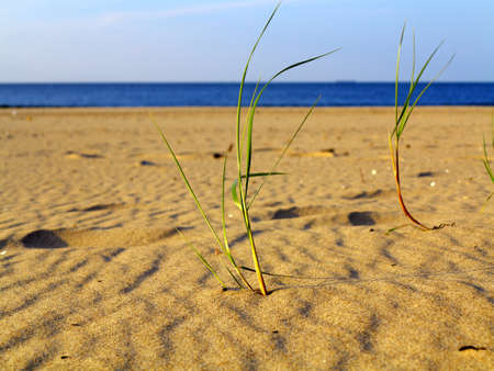 Baltic sea with grassy sand dunes in the foreground. Beach and water.の写真素材