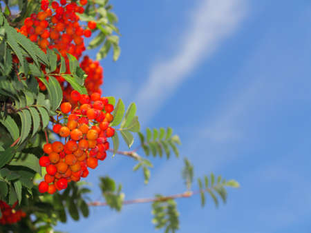 Autumn red rowan berries on a tree. Rowanberry ashberry in the fall in natural setting on blue sky background. Sorbus aucuparia.の写真素材