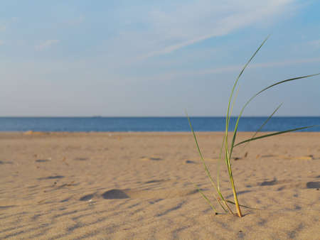 Baltic sea with grassy sand dunes in the foreground. Beach and water.の写真素材