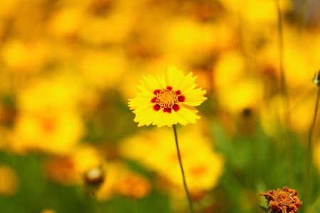 Yellow flowers in the garden or sunny meadowの写真素材