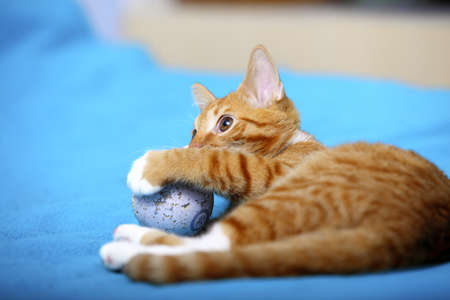 Animals at home. Red cute little baby cat pet kitten laying on bed playing with ball turquoise blanketの写真素材