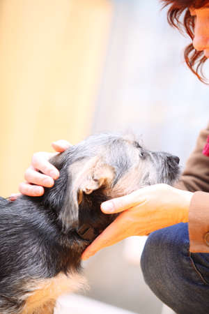 Animals at home - dog cute mutt puppy pet and female hand patting his headの写真素材
