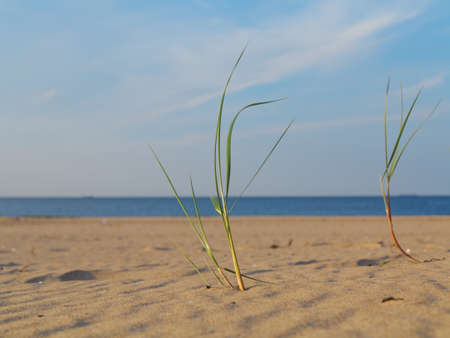 Baltic sea with grassy sand dunes in the foreground. Beach and water.の写真素材