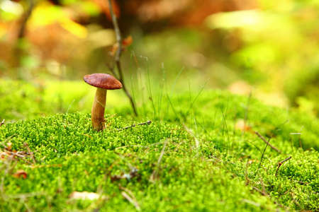 Forest mushrooms growing in a green moss. Edible Bay Bolete (Boletus badius ) in Poland Europeの写真素材