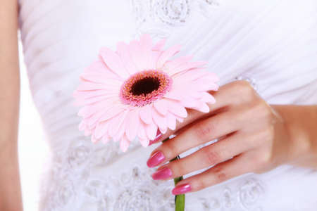 Wedding day. Pink flower gerbera daisy in the hands of the brideの写真素材
