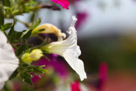 Bunch of pink white petunia flower plants in the garden.の写真素材