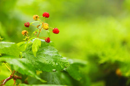 Raspberries growing organic berries on bush. Raspberry in the fruit garden.