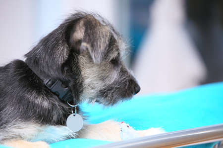 Animals at home - dog cute mutt puppy pet laying on bed turquoise blanket