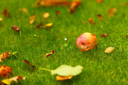 Autumn background - fallen red apples on the green grass ground in garden.の写真素材