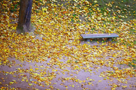 Autumn scenery. Bench and yellow maple leaves in city park, beautiful gold fall.