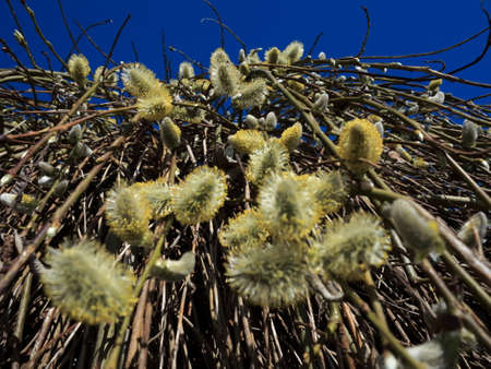 Pussy willow tree branches with catkins against blue skyの写真素材
