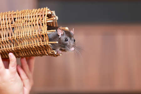 Friendly pet brown rat  in wicker basket indoor. の写真素材