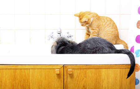 Animals pets at home dog puppy mutt and little red cat kitten playing together in bathroom sinkの写真素材