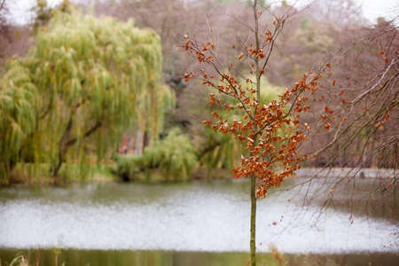 View of lake in autumn fall park with a weeping willow treeの写真素材